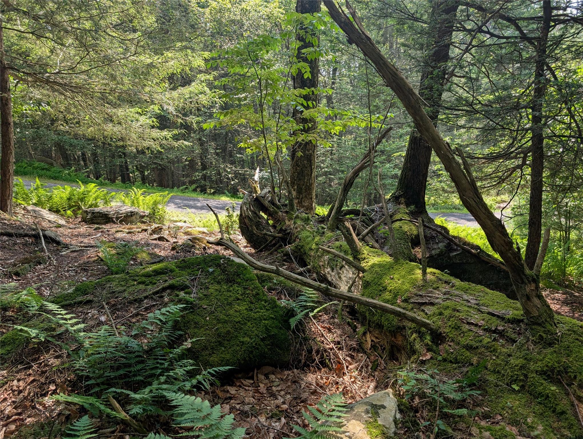 Andrew Lane, Bethel, NY 12720