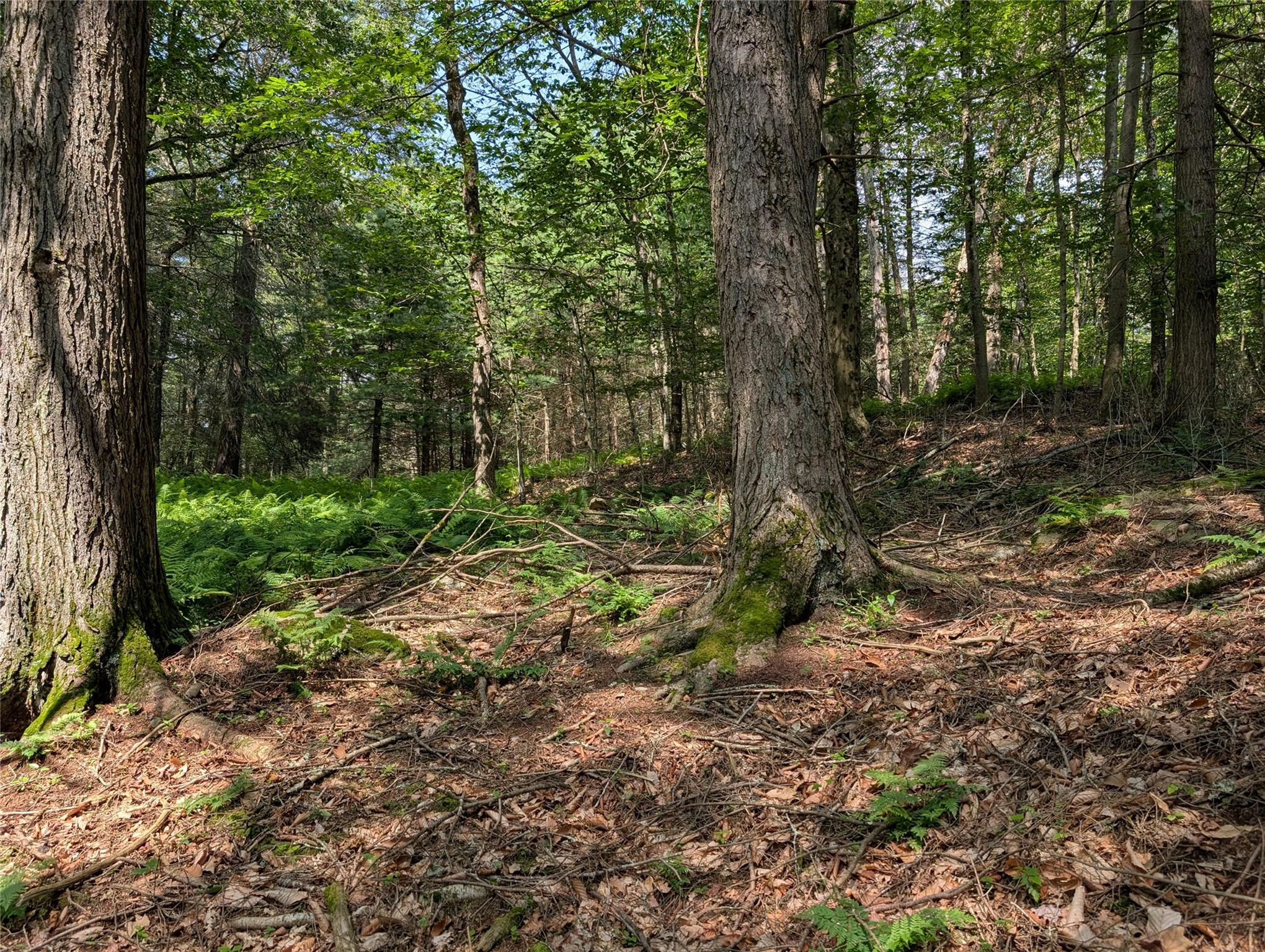 Andrew Lane, Bethel, NY 12720