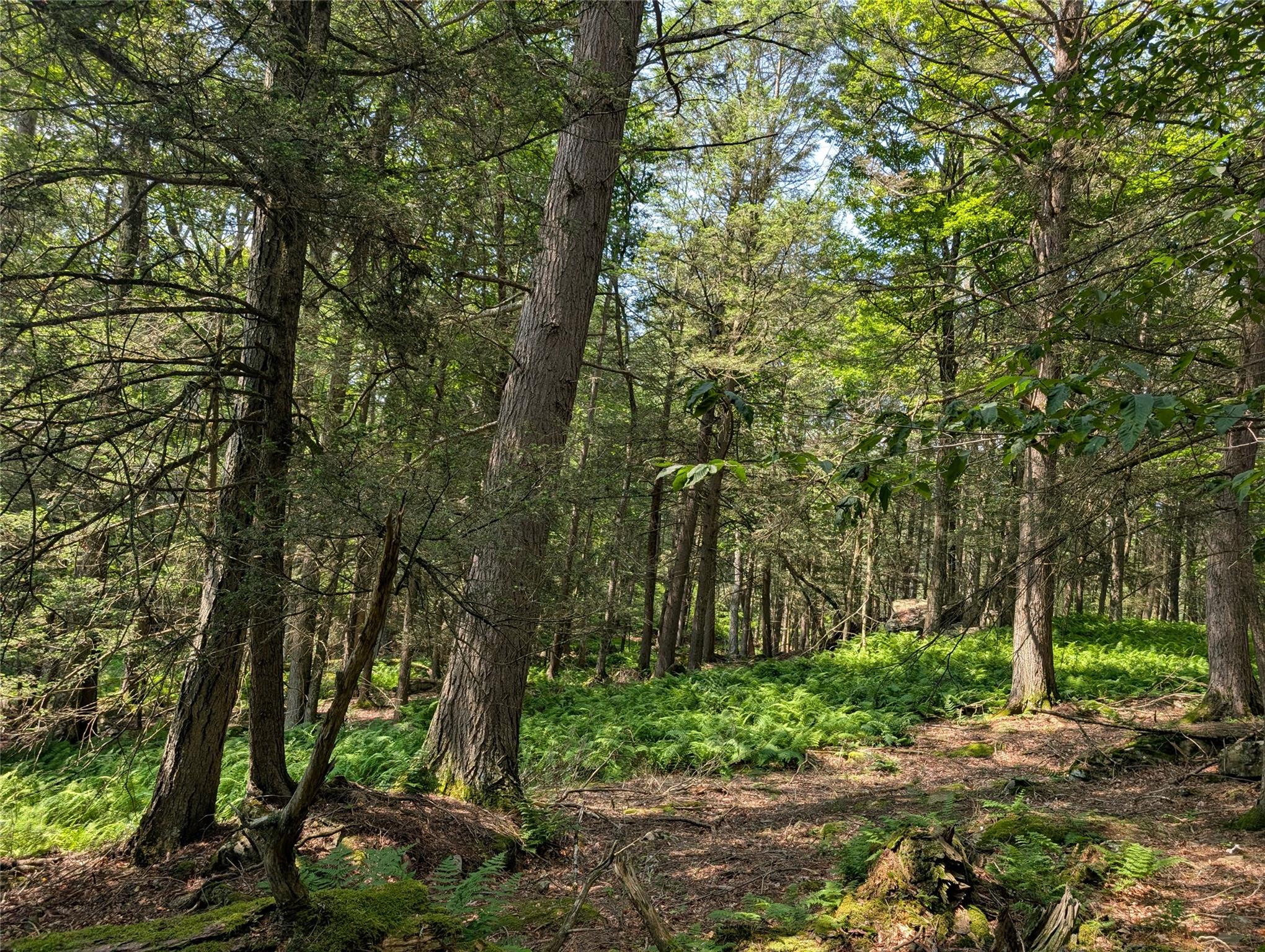 Andrew Lane, Bethel, NY 12720