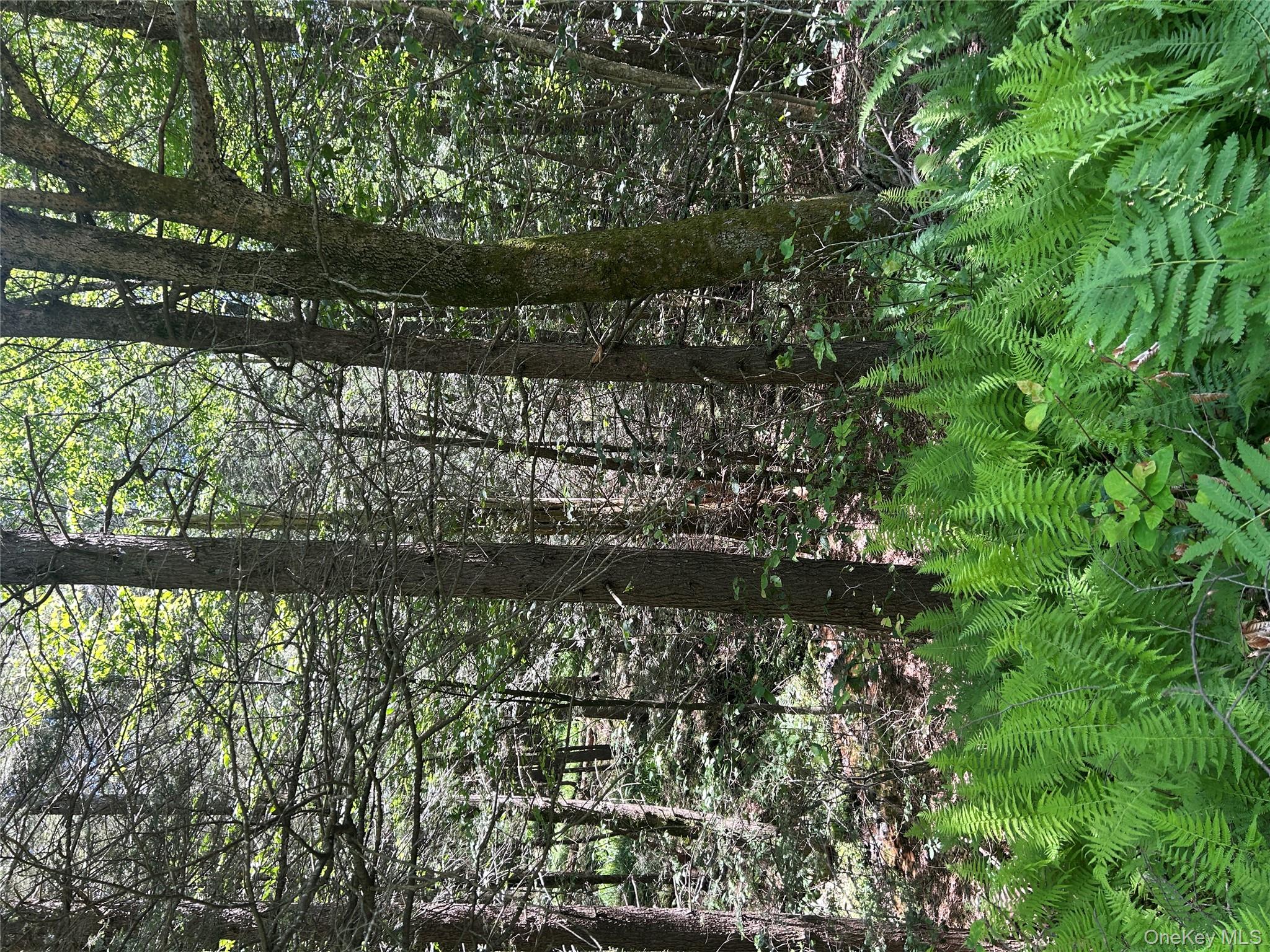 TBD Ahrens Road, Parksville, NY 12768