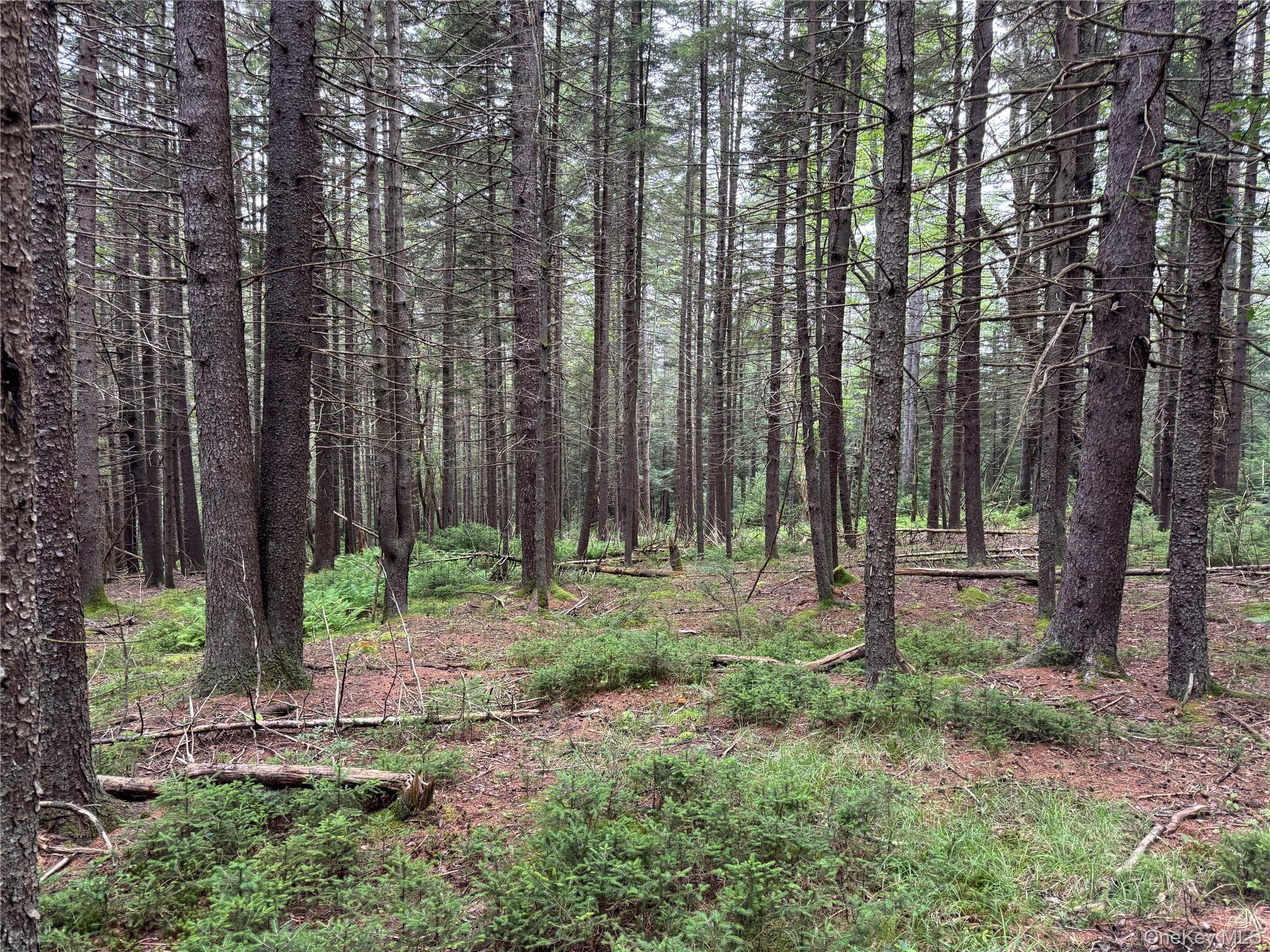 698 Cooley Road, Parksville, NY 12768