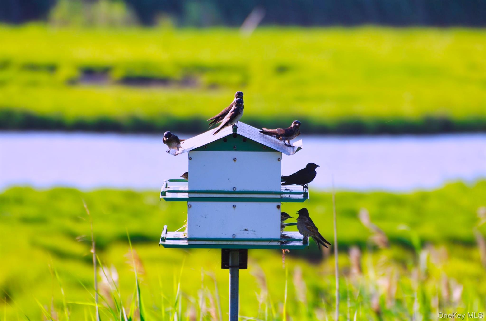 243 S Dunton Avenue, East Patchogue, NY 11772