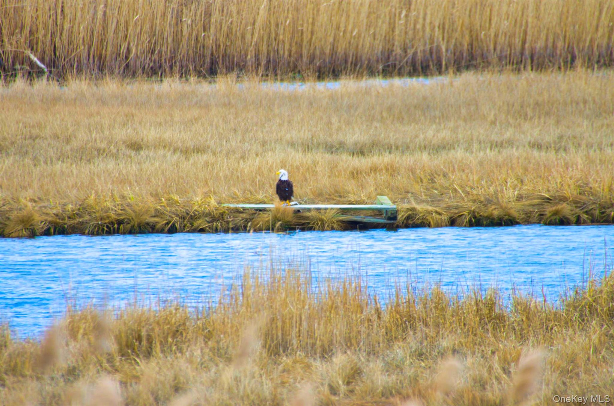 243 S Dunton Avenue, East Patchogue, NY 11772