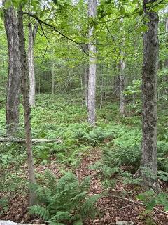 TBD Frost Valley, Claryville, NY