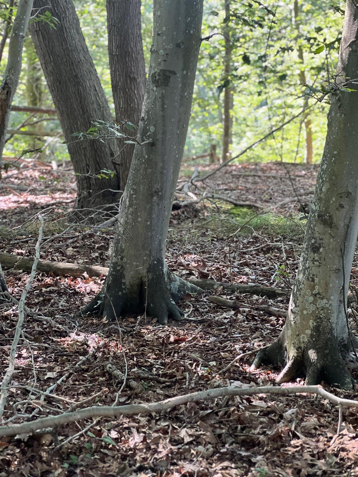 Fern Road, Calverton, NY 11933