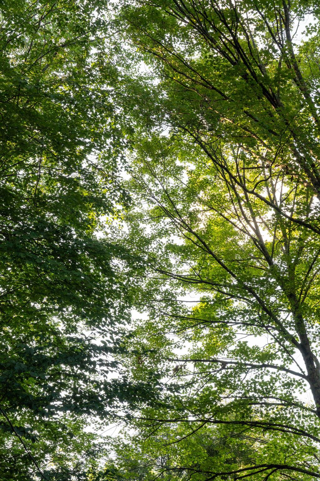 Broad Channel Road, Andes, NY 13731