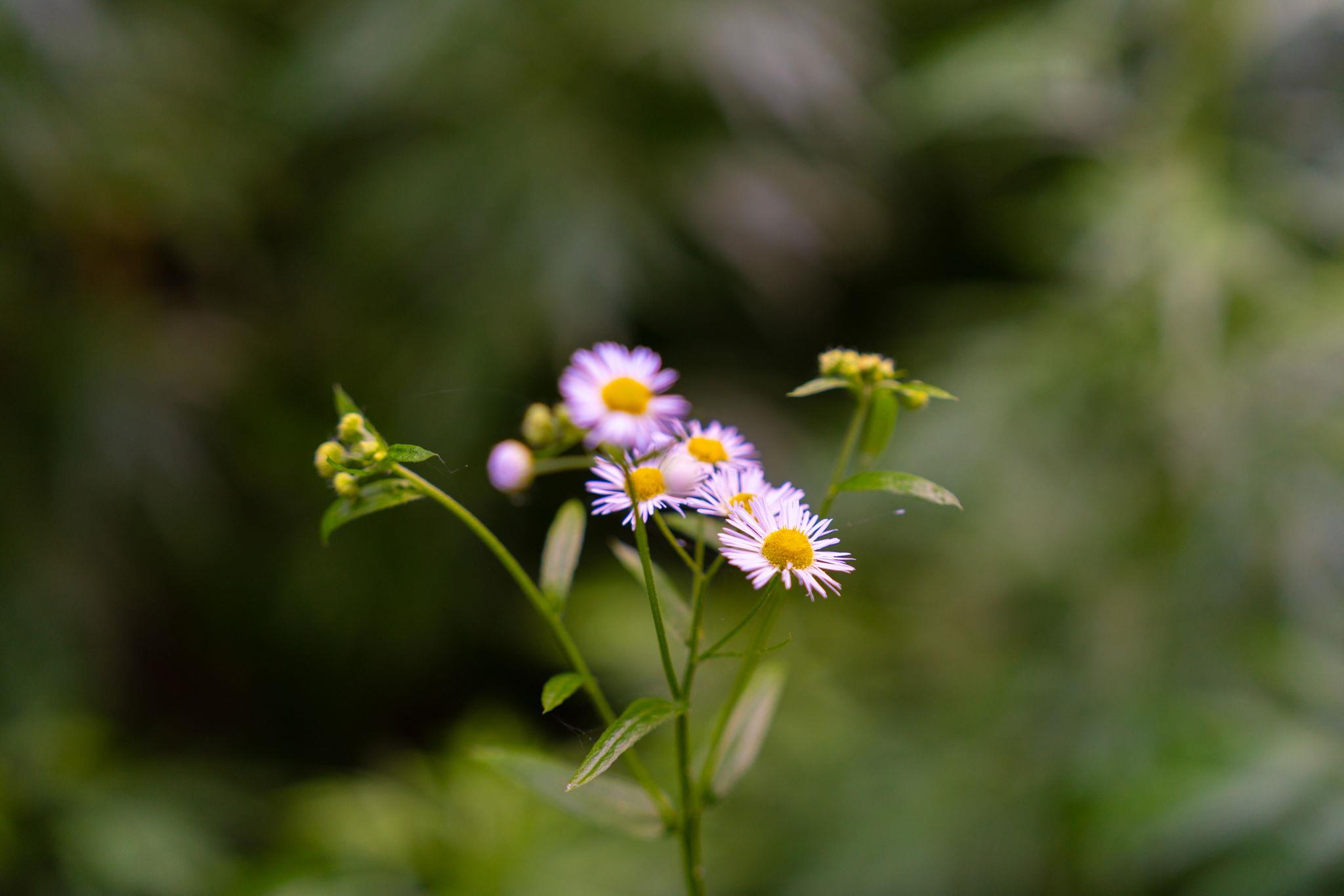 Broad Channel Road, Andes, NY 13731