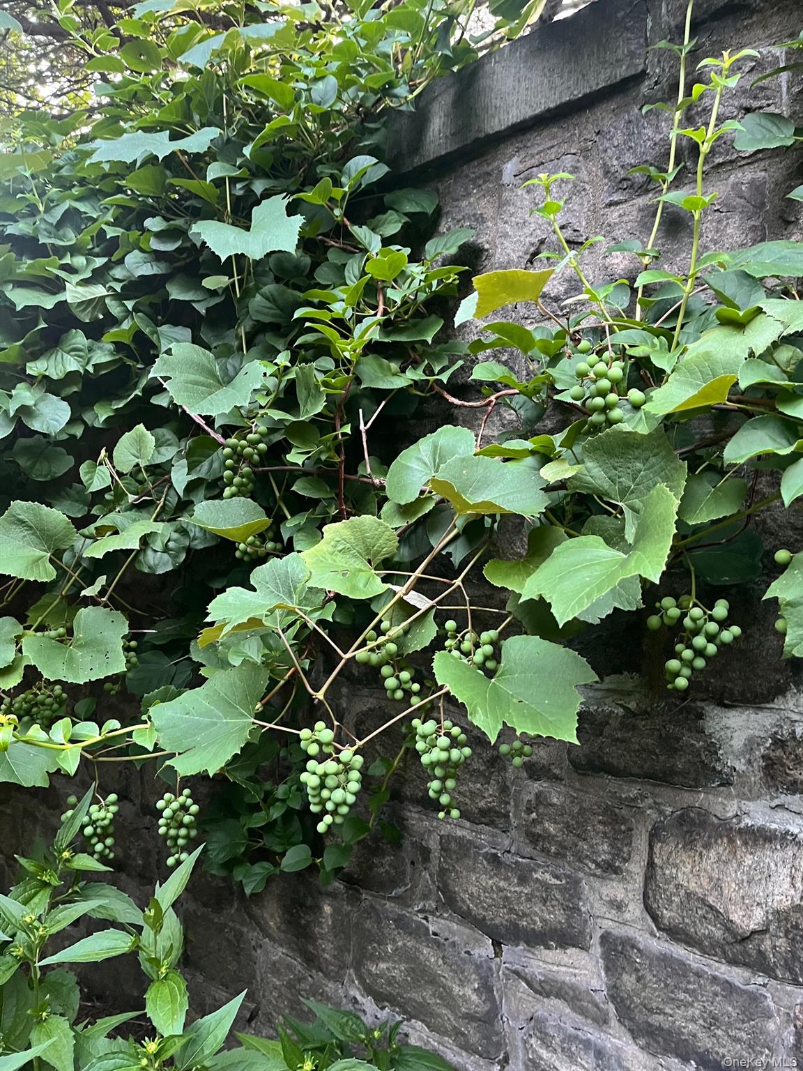 55 Clubhouse, Tuxedo Park, NY 10987