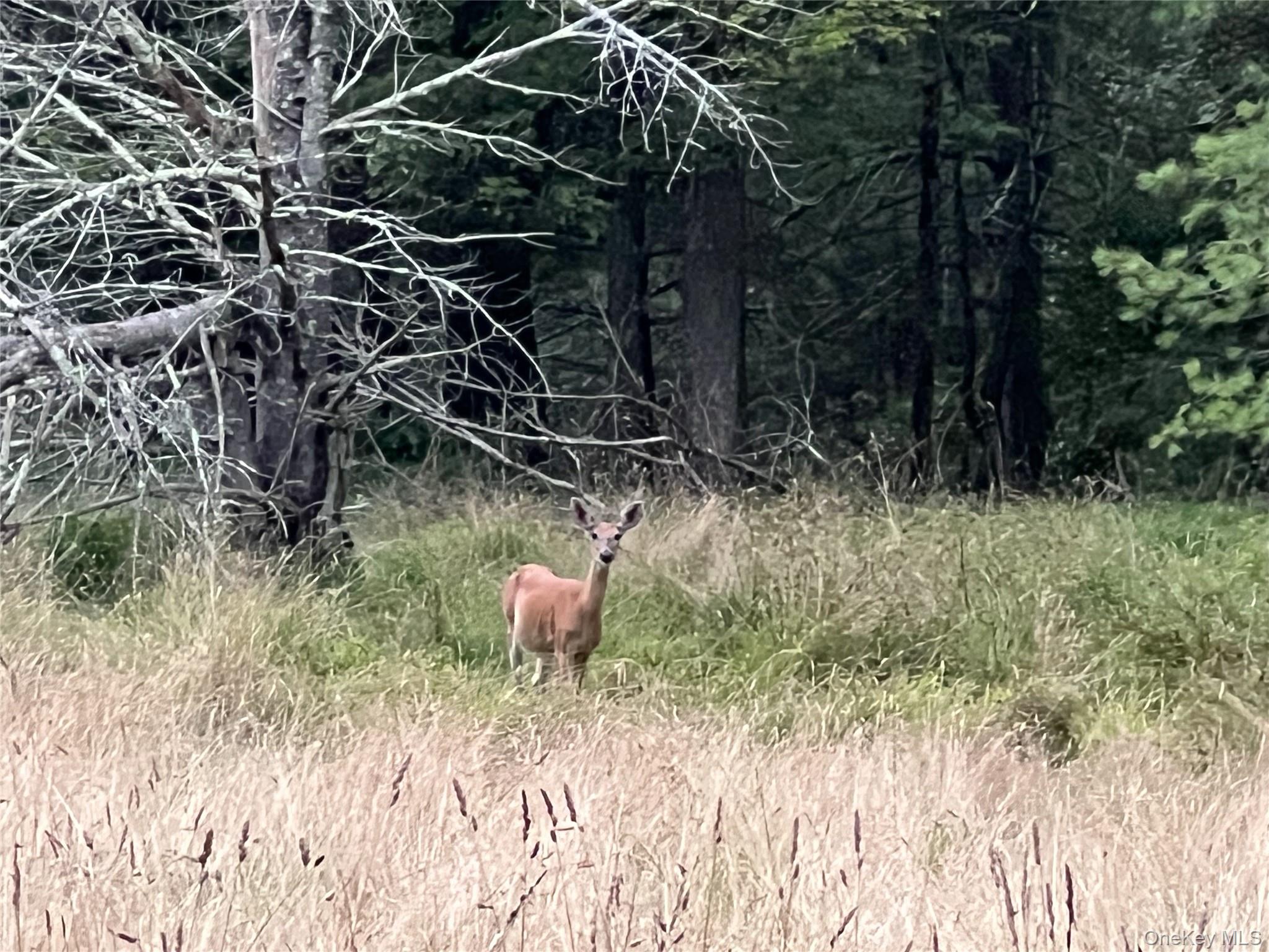 259 Lackawaxen Road, Narrowsburg, NY 12764