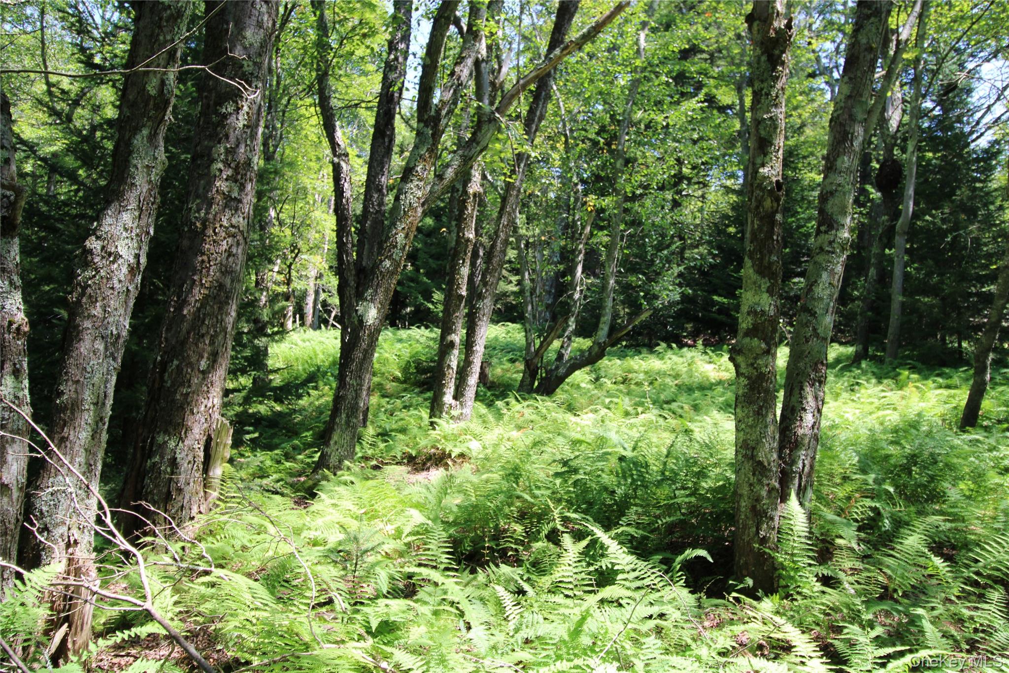 834 Cooley Road, Parksville, NY 12768