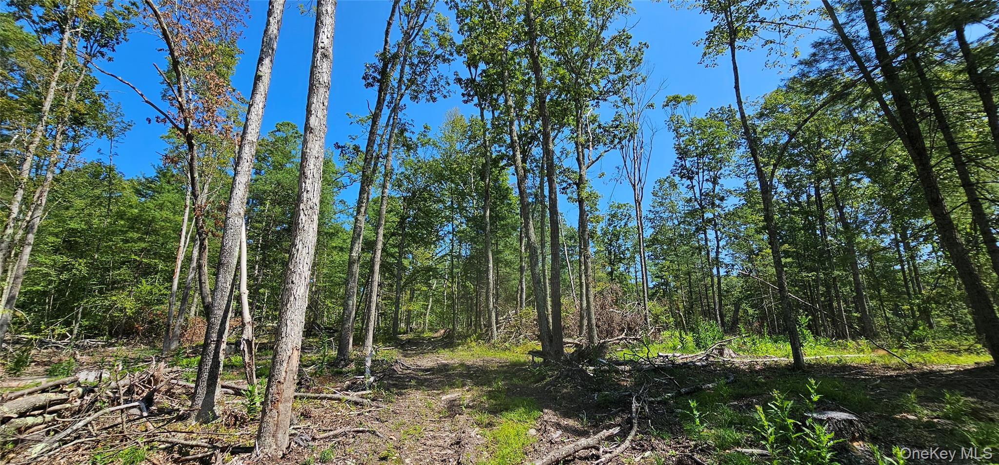 Lot 8.1 Eckes Road, Narrowsburg, NY 12764