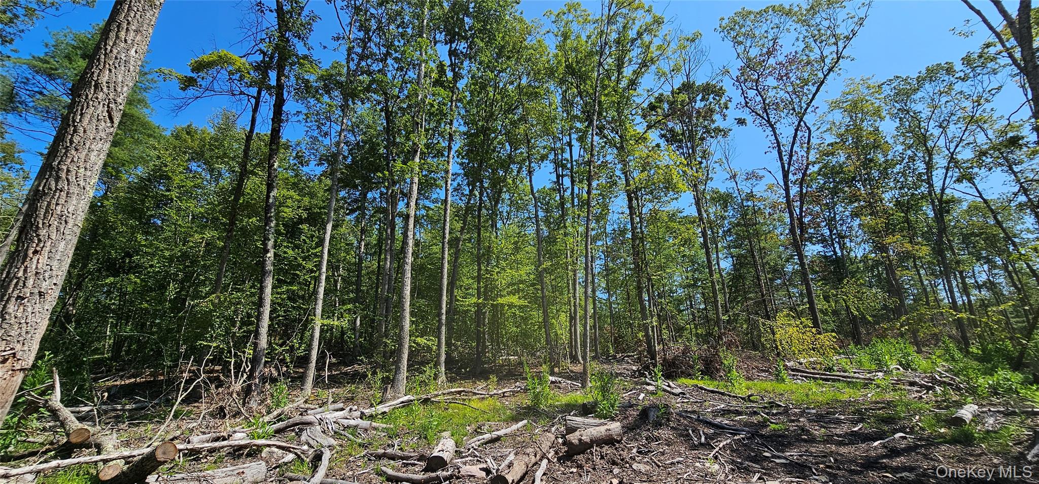 Lot 8.1 Eckes Road, Narrowsburg, NY 12764