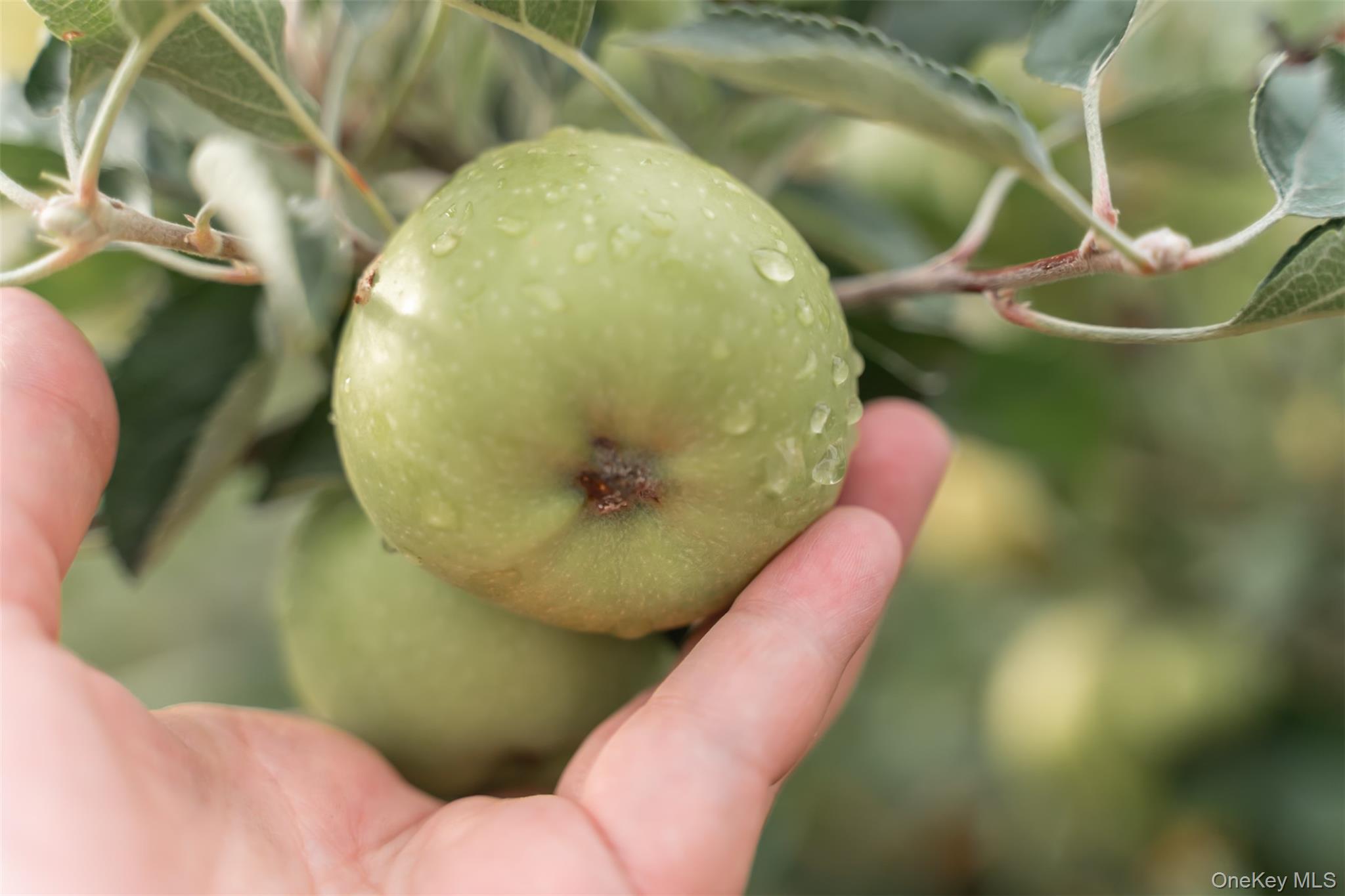 12043 194th Street, Saint Albans, NY 11412