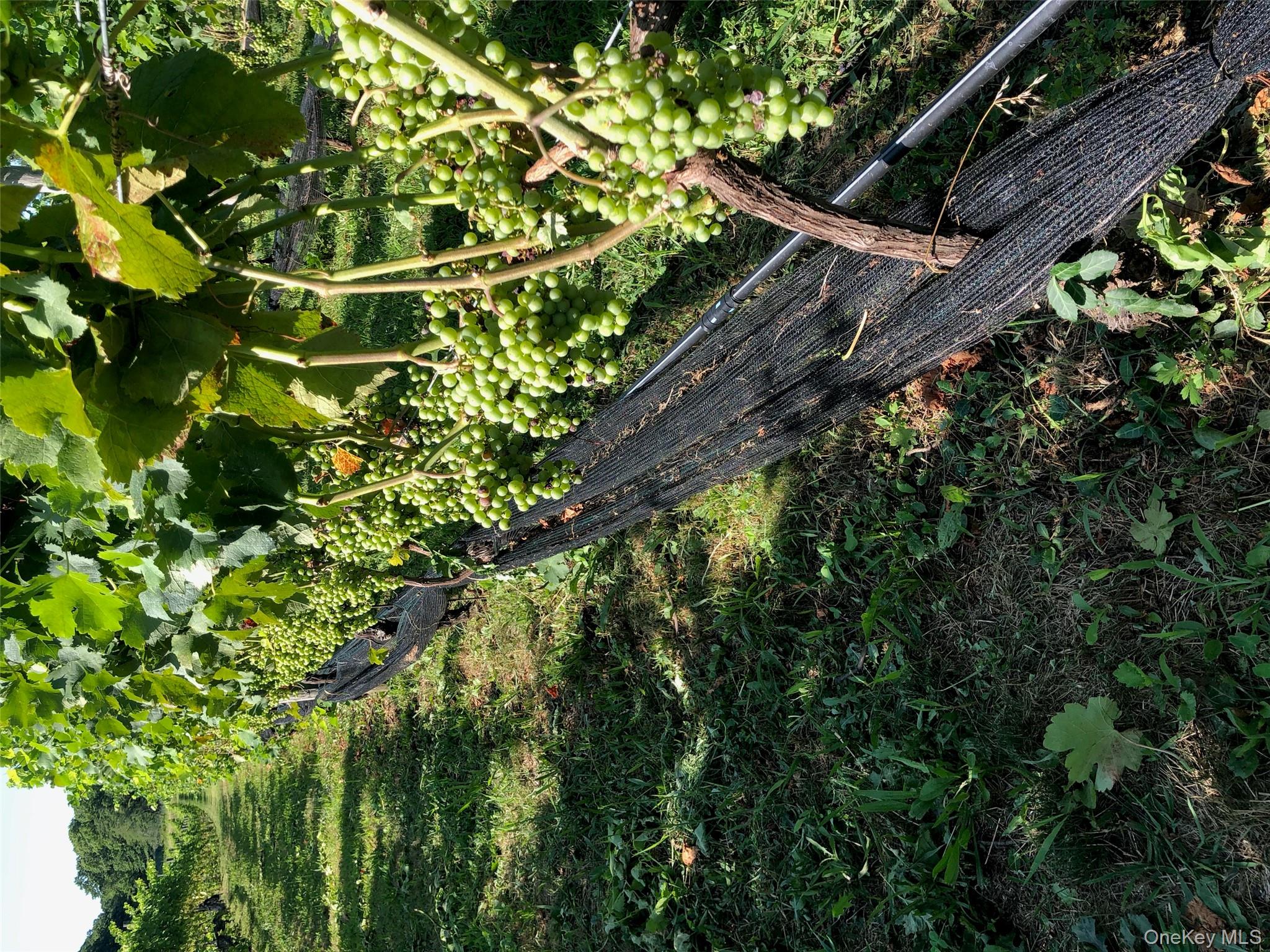 35950 Main Road, Cutchogue, NY 11935