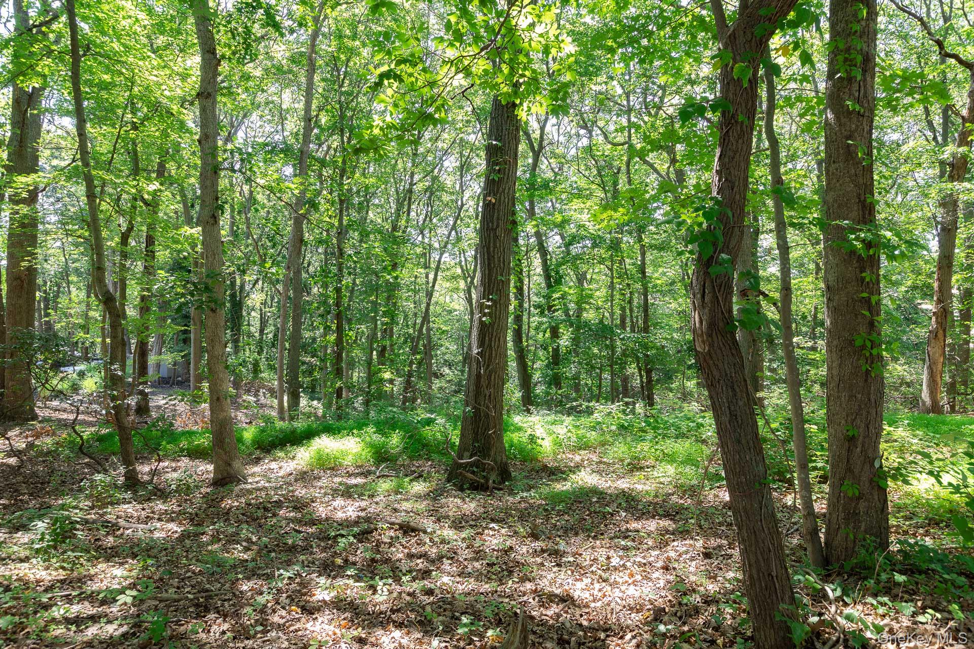 Belle Terre Road, Port Jefferson, NY