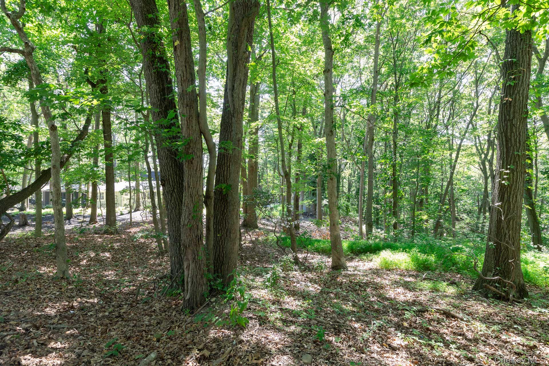 Belle Terre Road, Port Jefferson, NY