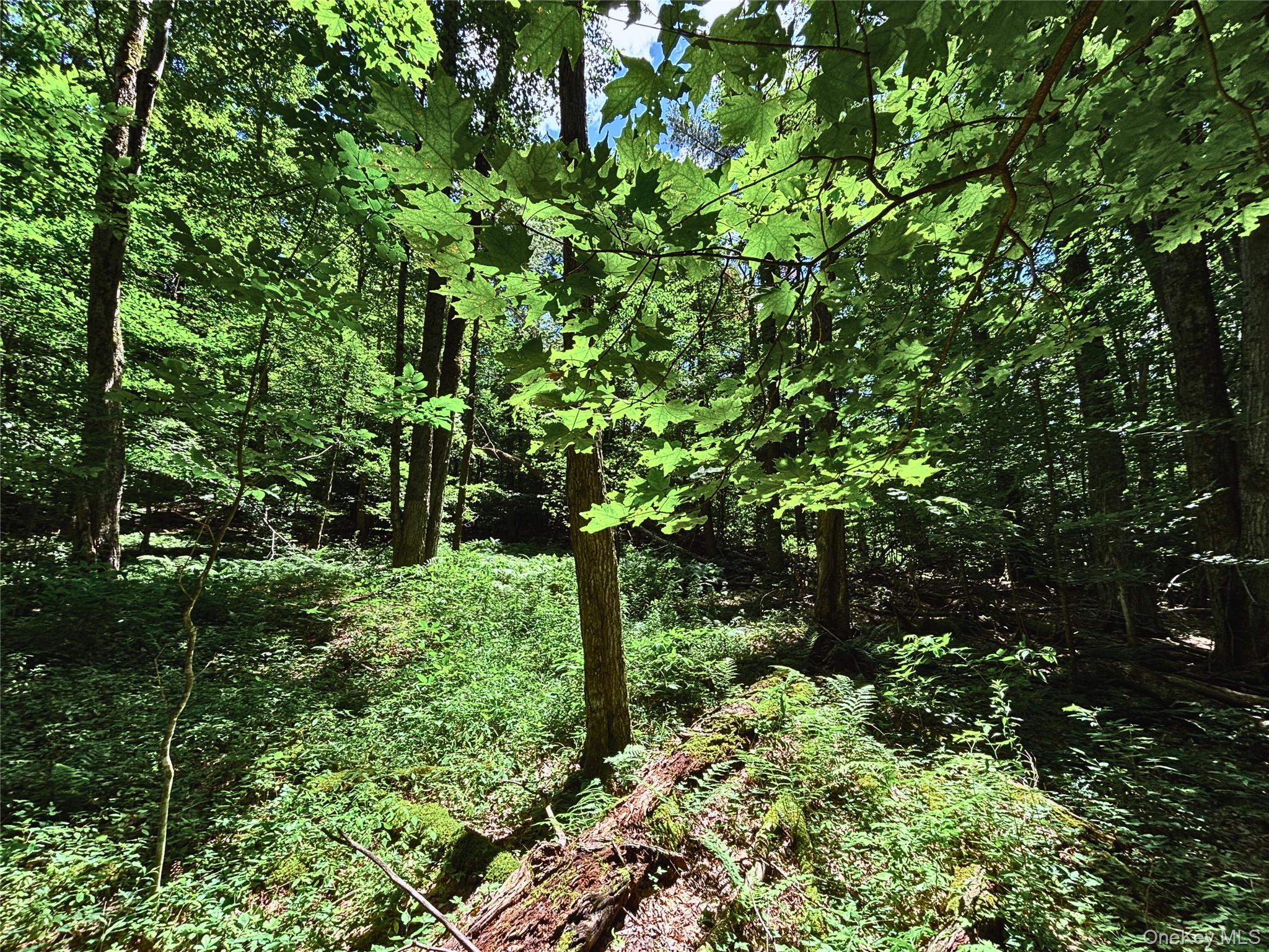 Farm View Road, Other, NY 13786