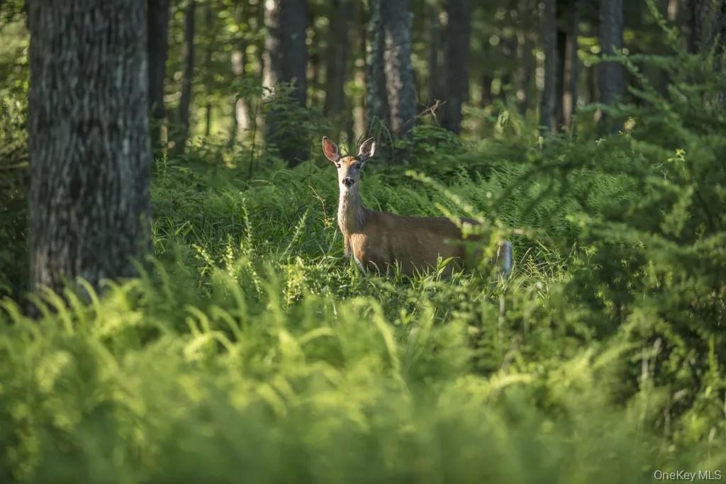 Lot 1 Woodstone Trail, Smallwood, NY 12737