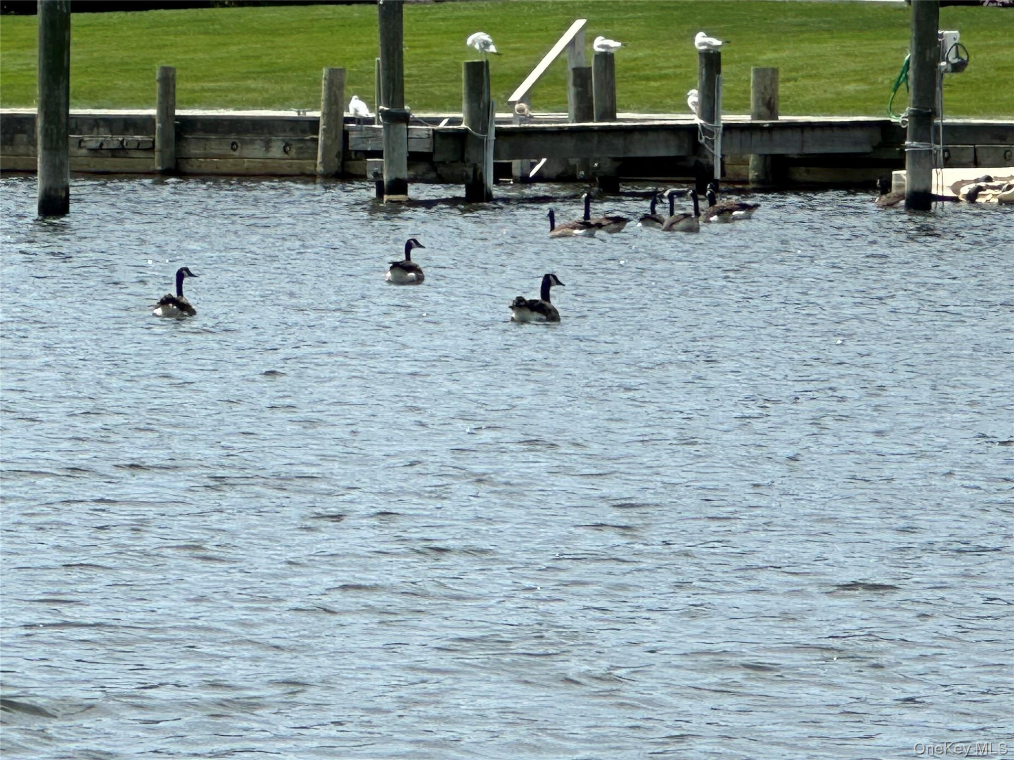 151 Fairharbor Drive # 151, Patchogue, NY 11772