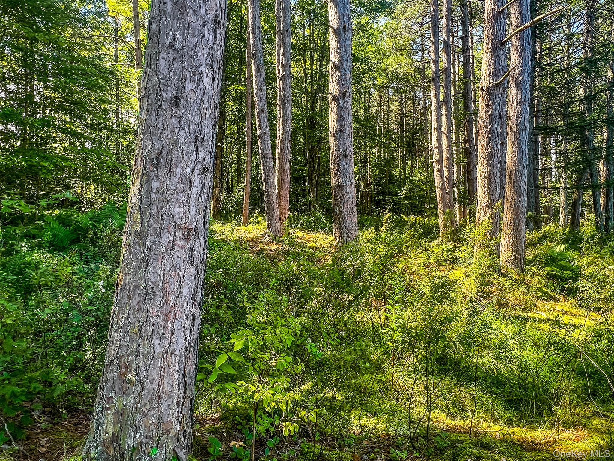 0 Masonville Pond Cummings Road, Call Listing Agent, NY