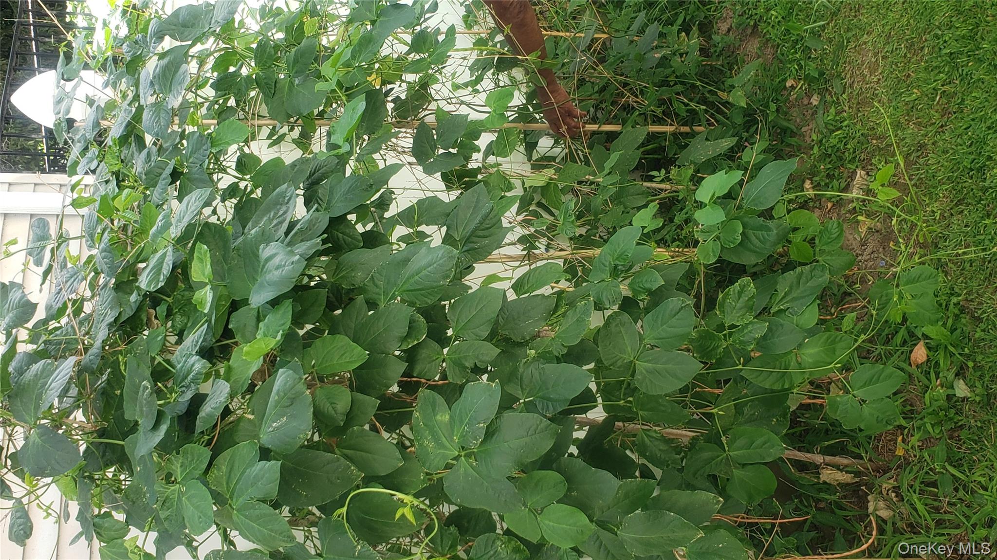 18 S 11th Avenue, Mount Vernon, NY 10550