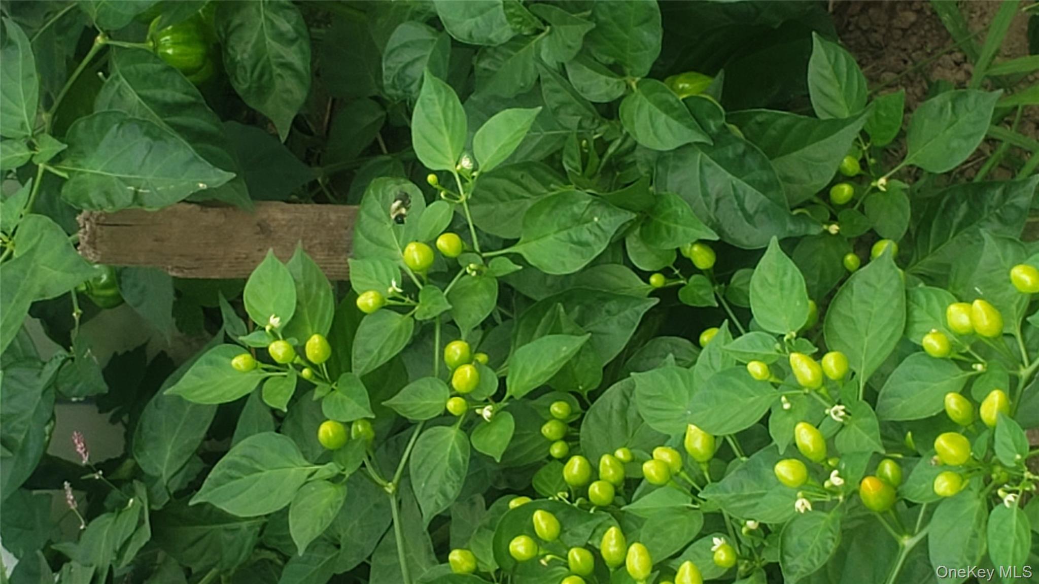 18 S 11th Avenue, Mount Vernon, NY 10550