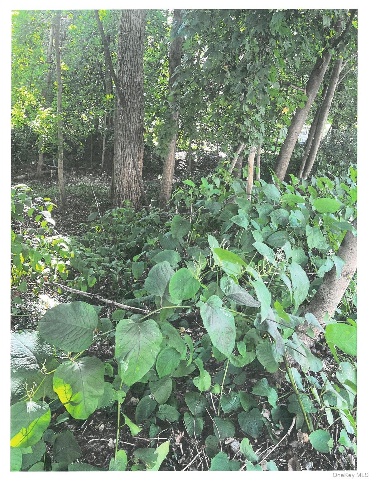 Lots 8, 9 & 10 Dale Avenue, Cortlandt Manor, NY 10567