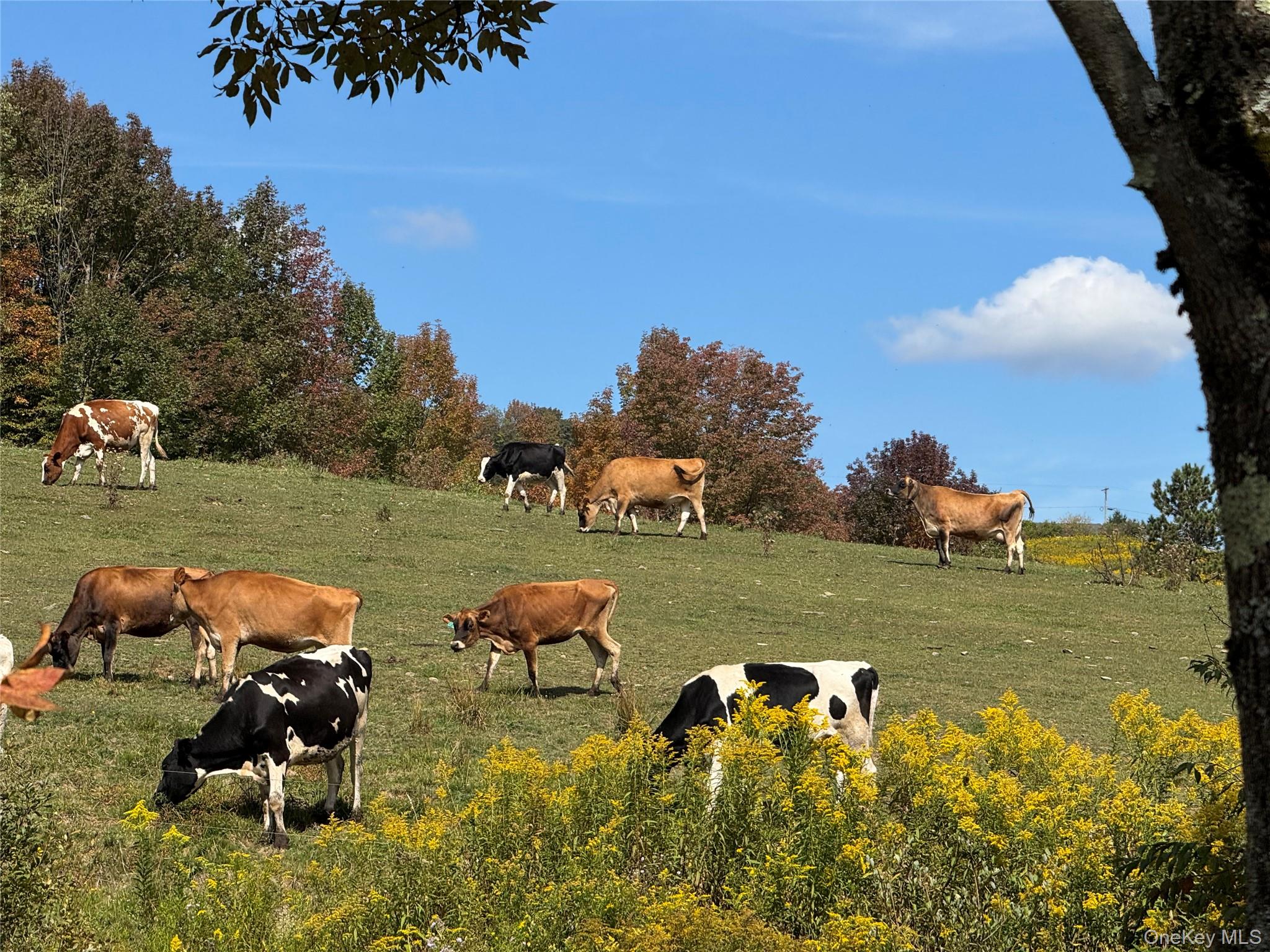 413 Middlefield Rd, Call Listing Agent, NY