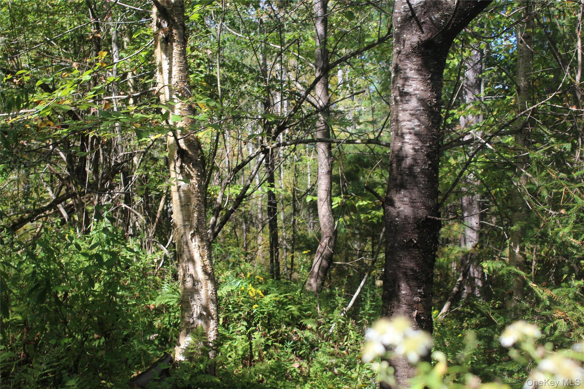 Trout Brook Road, Roscoe, NY 12736