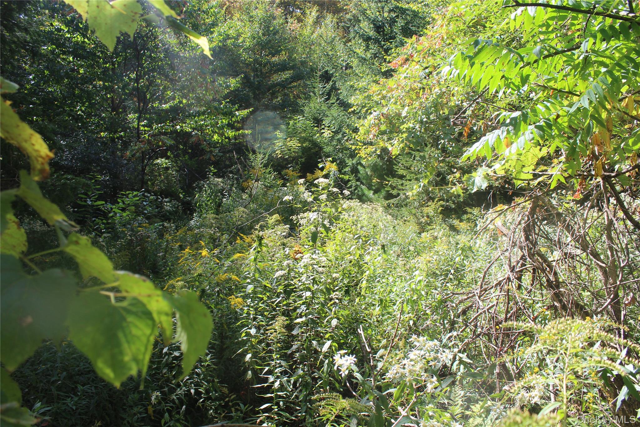 Trout Brook Road, Roscoe, NY 12736