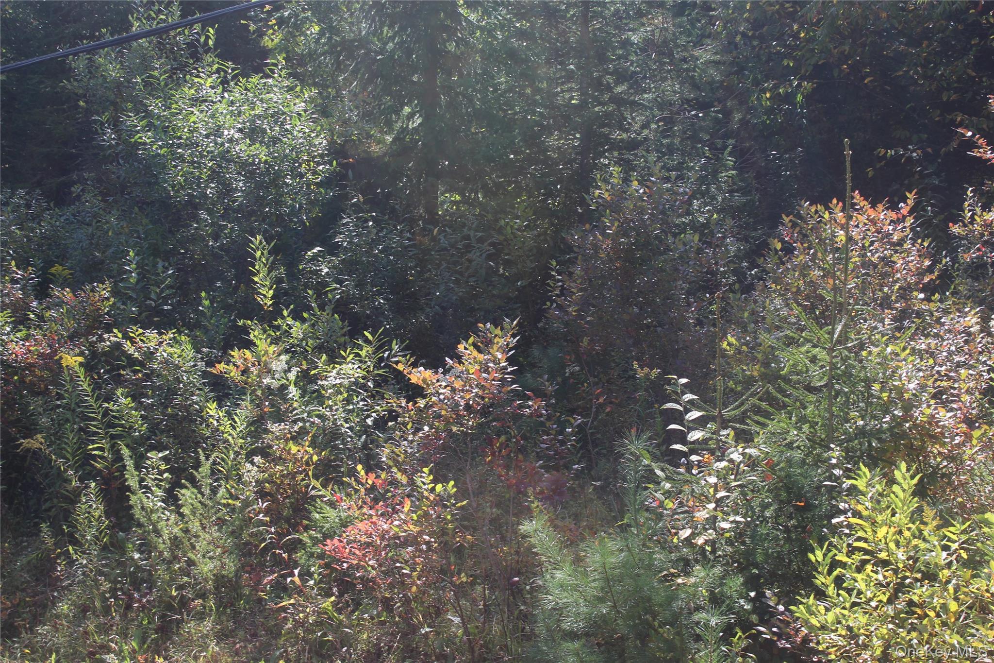 Trout Brook Road, Roscoe, NY 12736