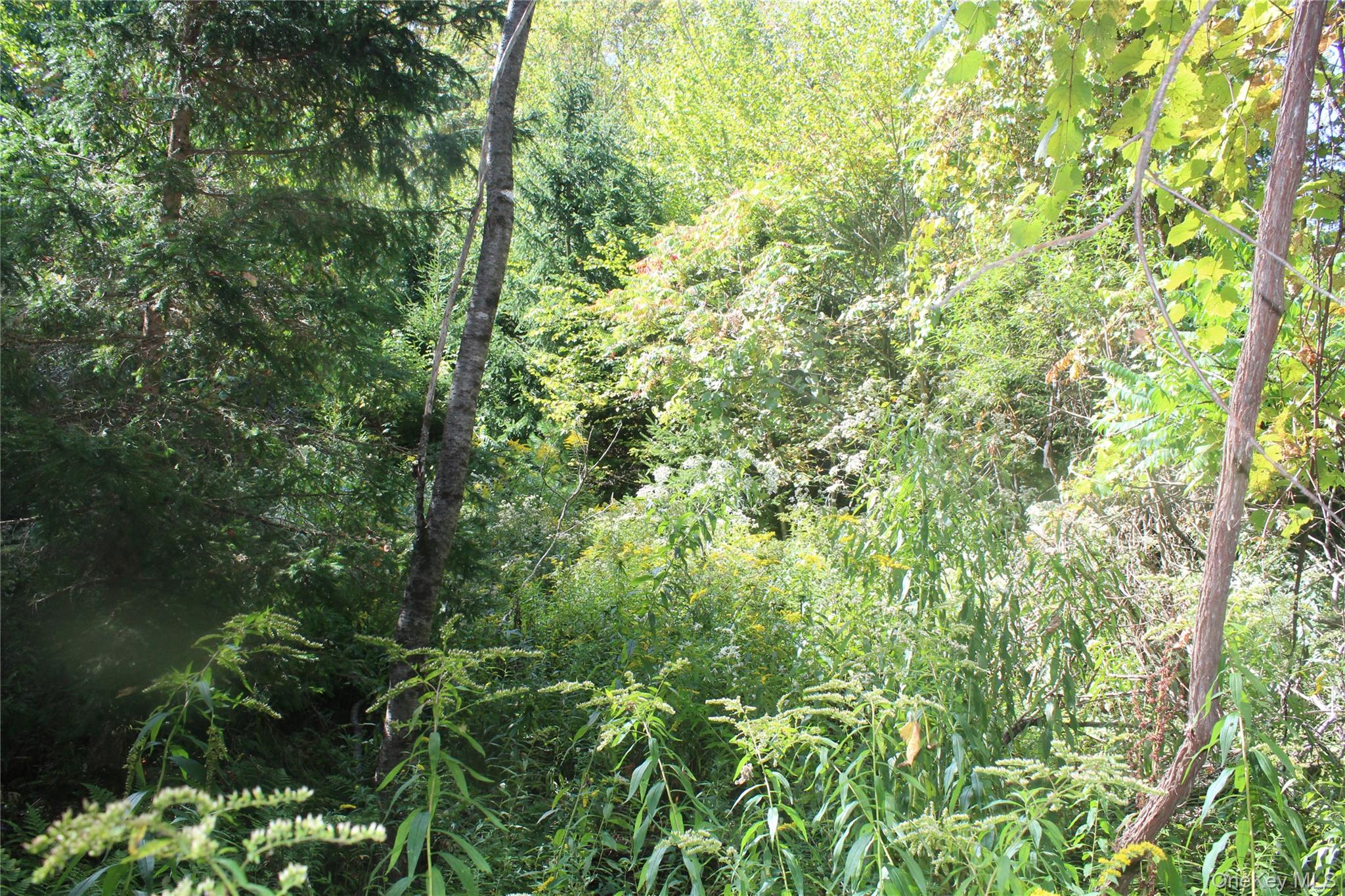 Trout Brook Road, Roscoe, NY 12736