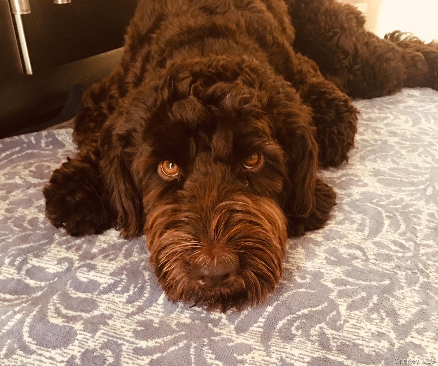 90 BRYANT Avenue # F-3D, White Plains, NY 10605