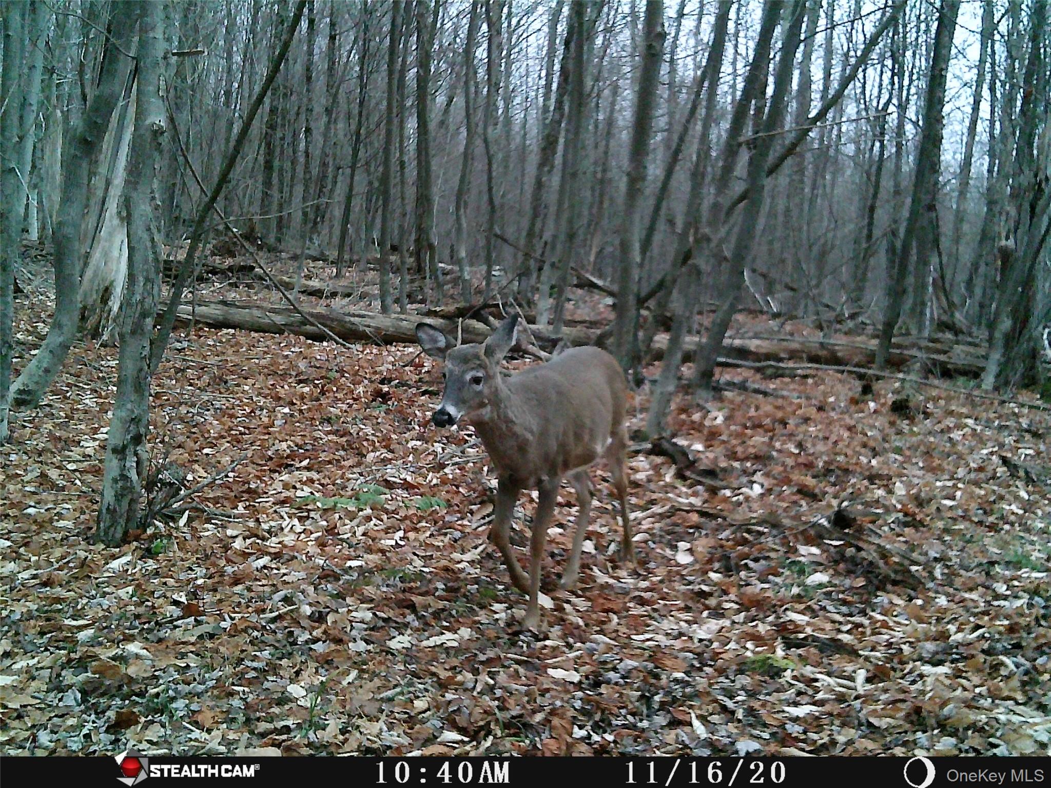 Peakville Road, Roscoe, NY 13783