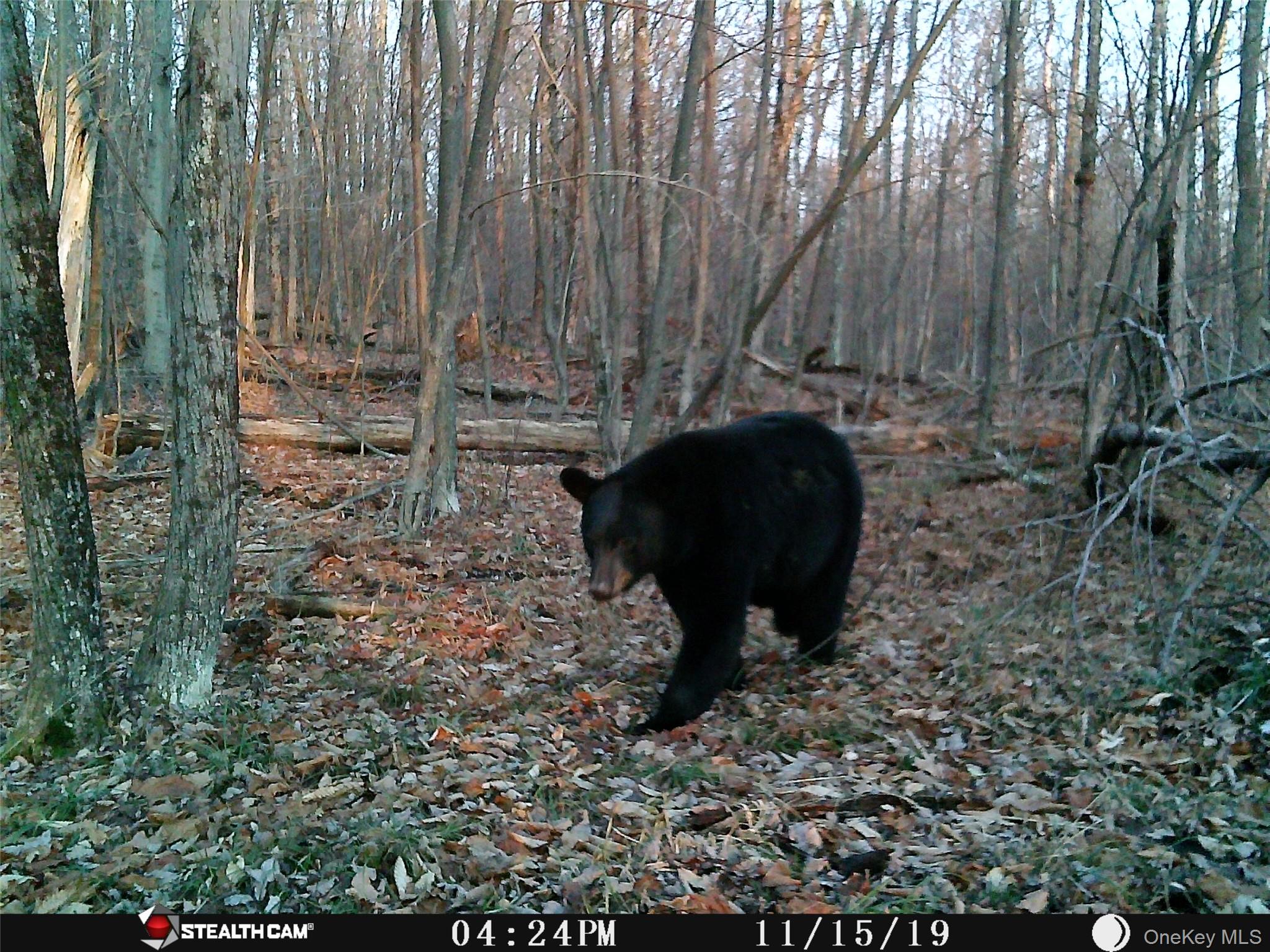 Peakville Road, Roscoe, NY 13783