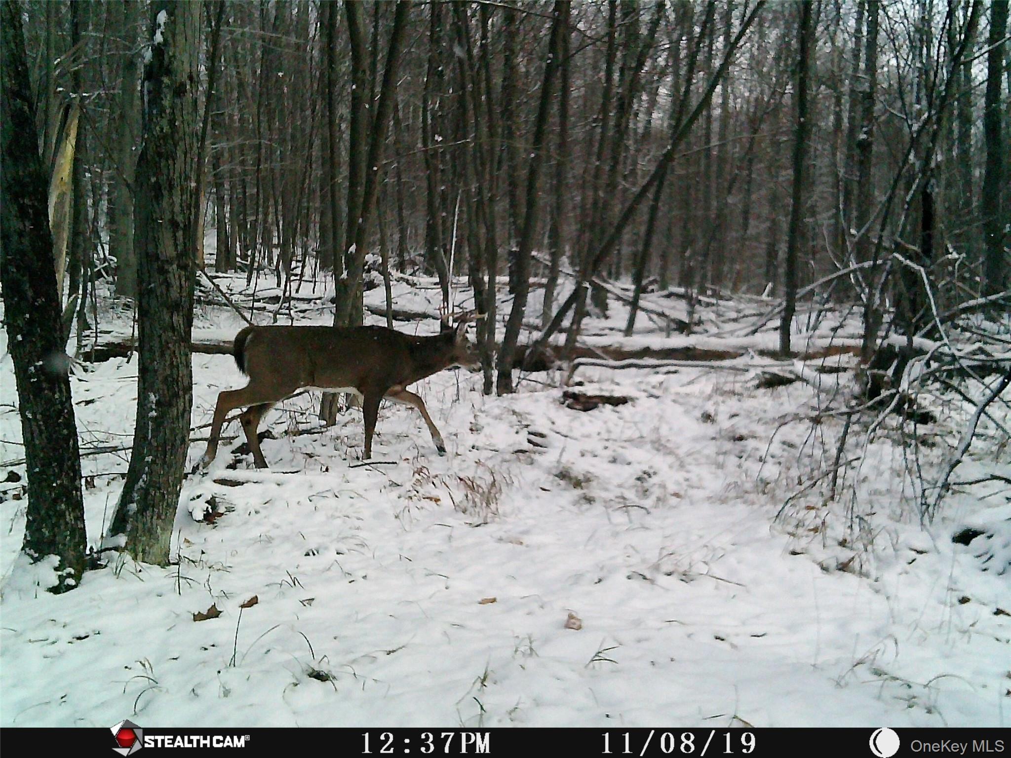 Peakville Road, Roscoe, NY 13783