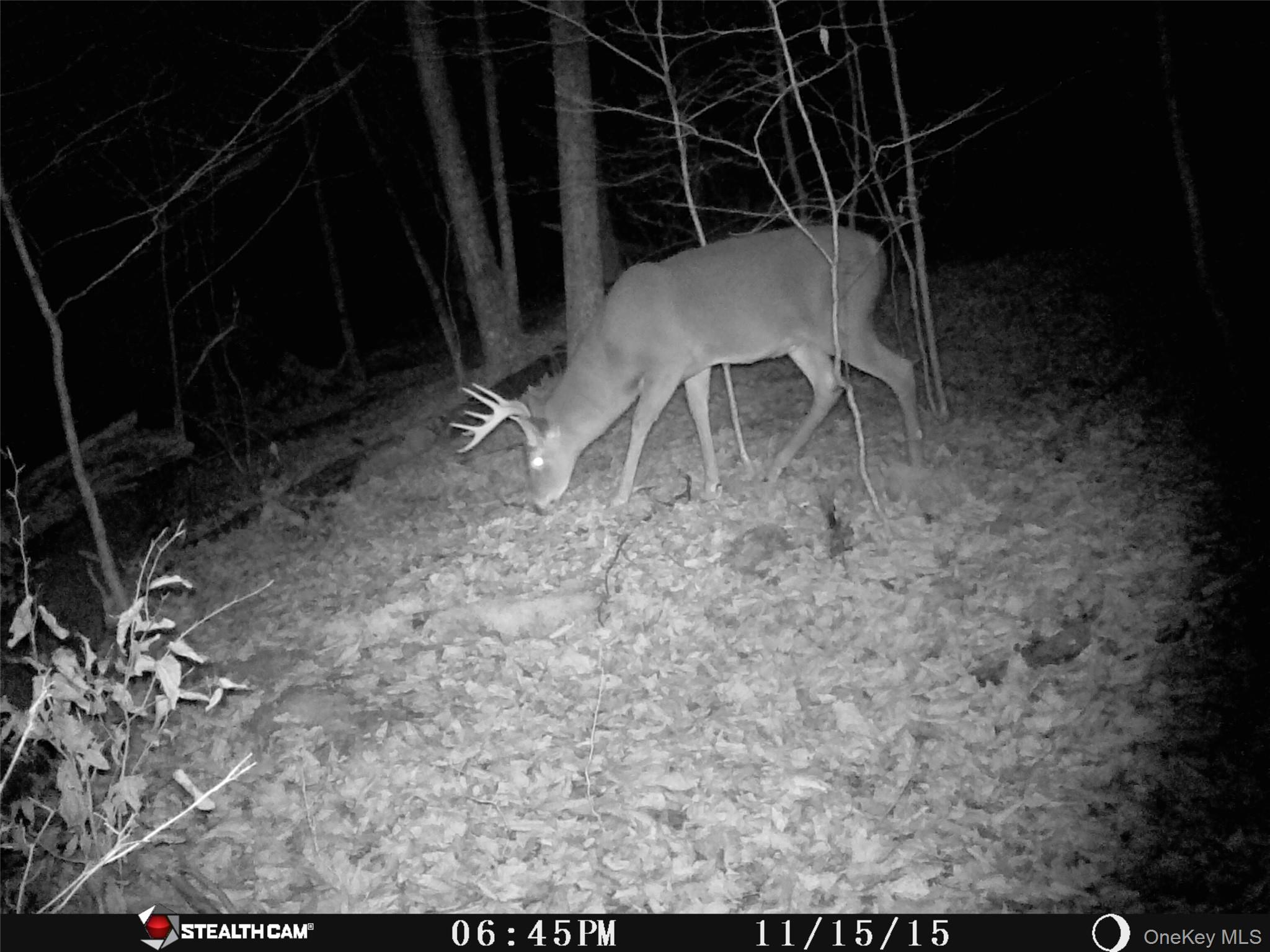 Peakville Road, Roscoe, NY 13783