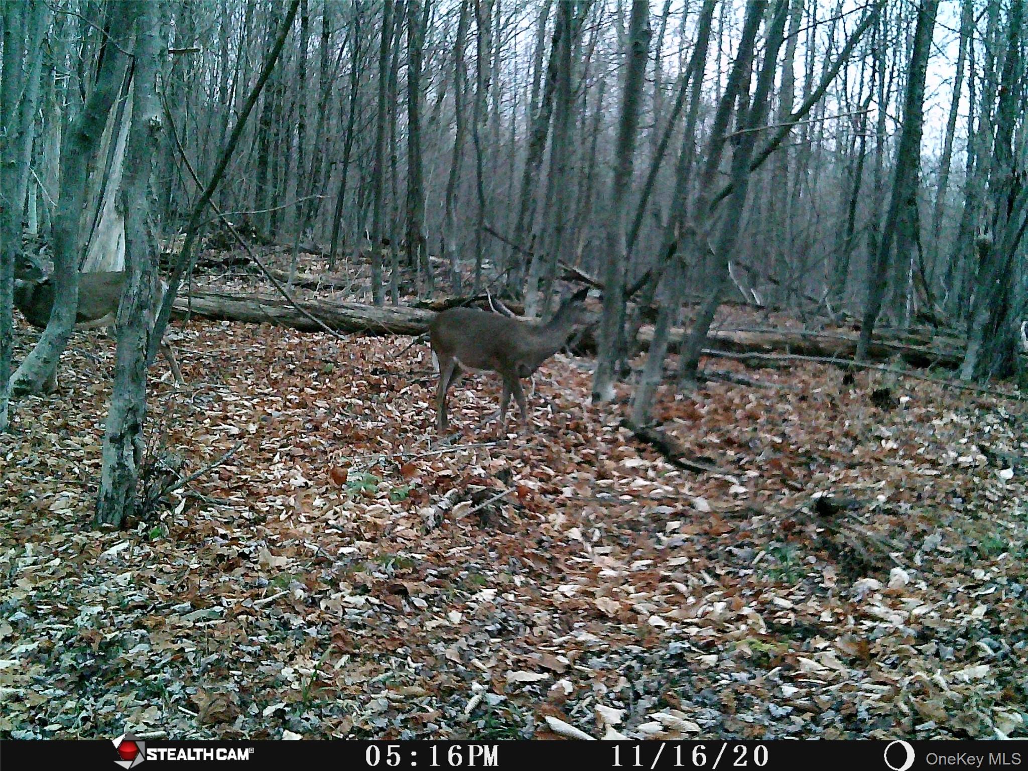 Peakville Road, Roscoe, NY 13783