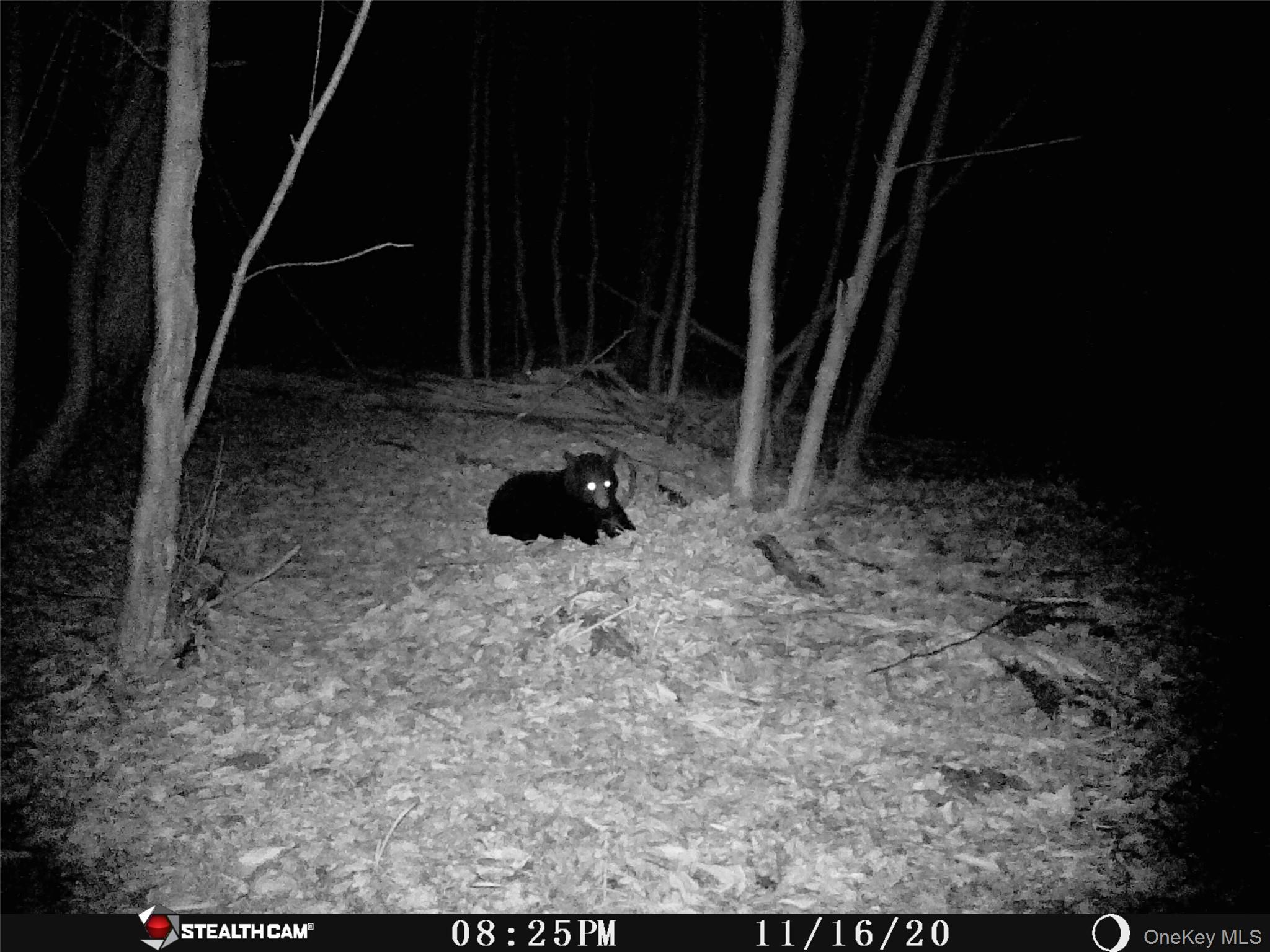 Peakville Road, Roscoe, NY 13783