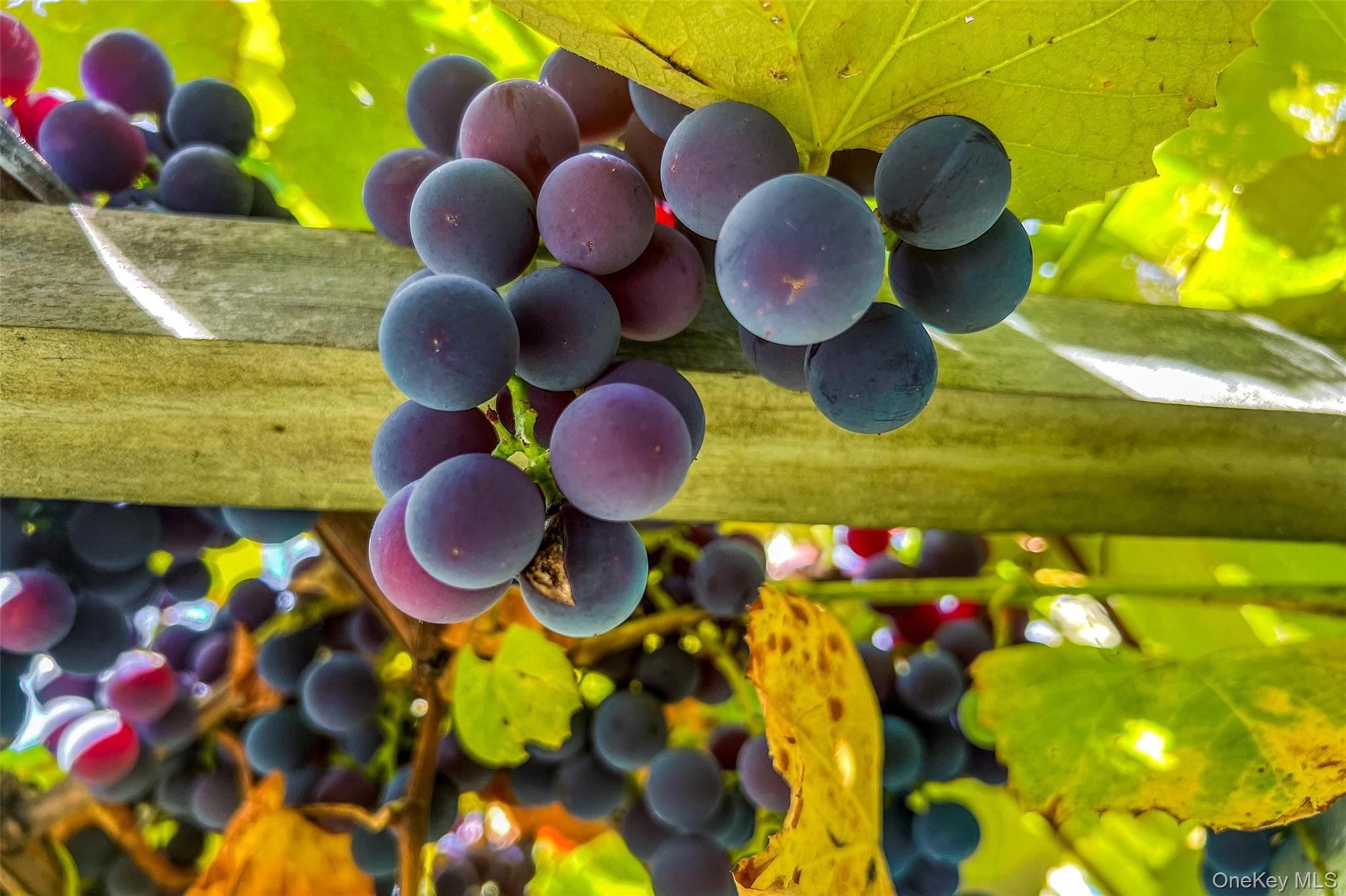 936 Potter Mountain Road, Gilboa, NY 12076