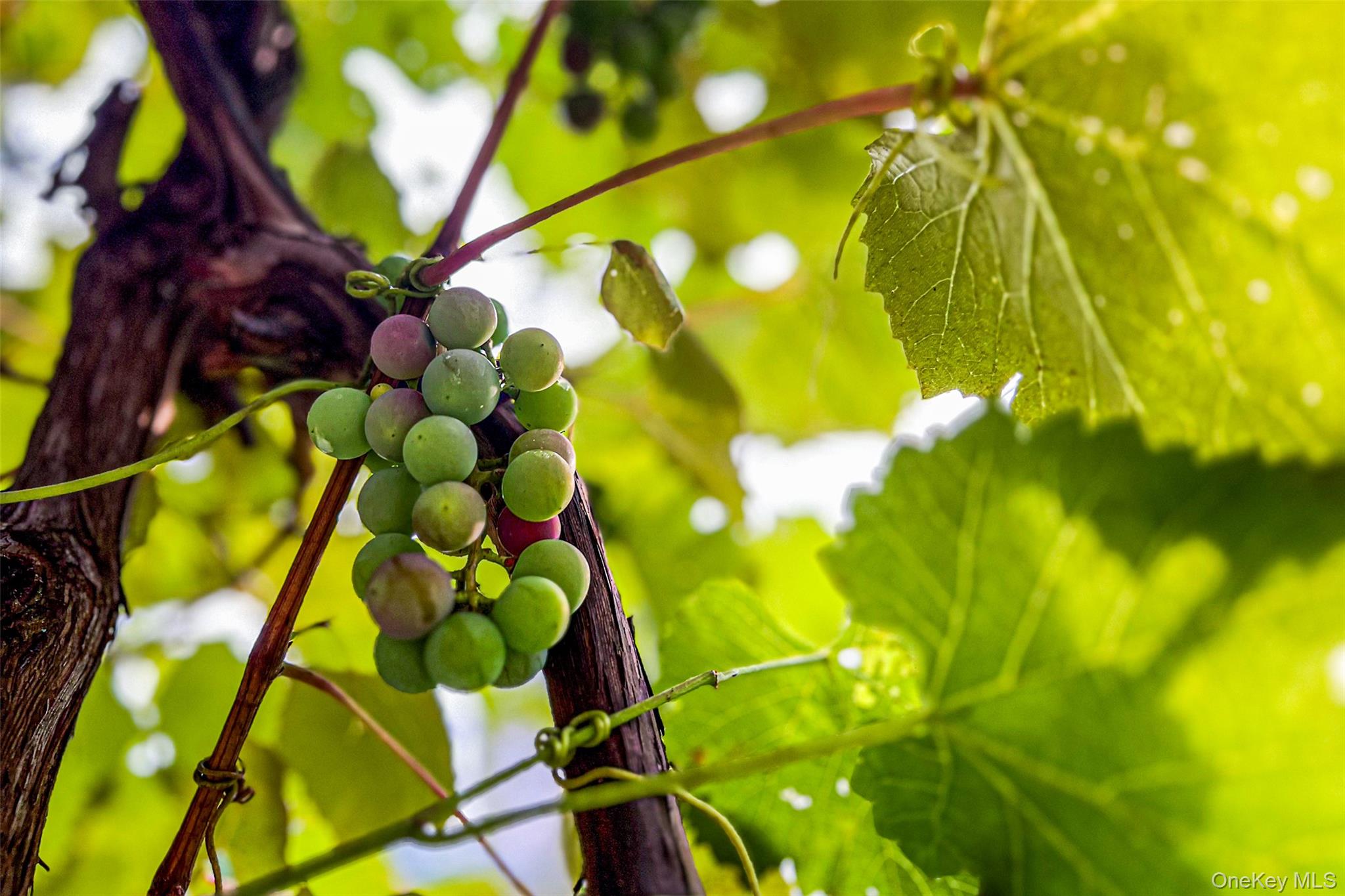 936 Potter Mountain Road, Gilboa, NY 12076