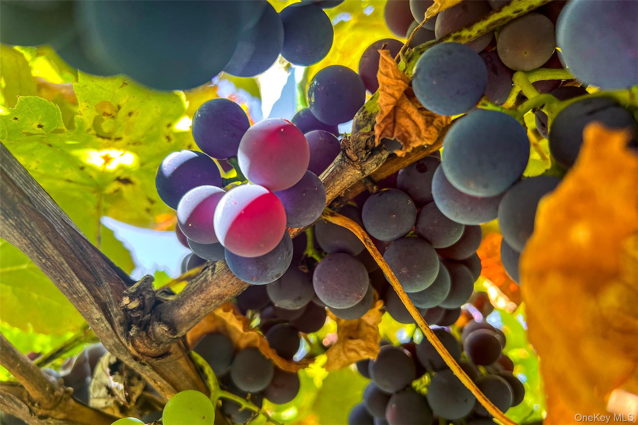 936 Potter Mountain Road, Gilboa, NY 12076