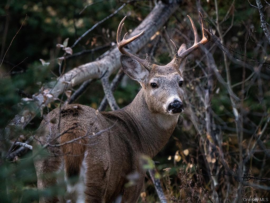 3 Chapin Trail, White Lake, NY 12786