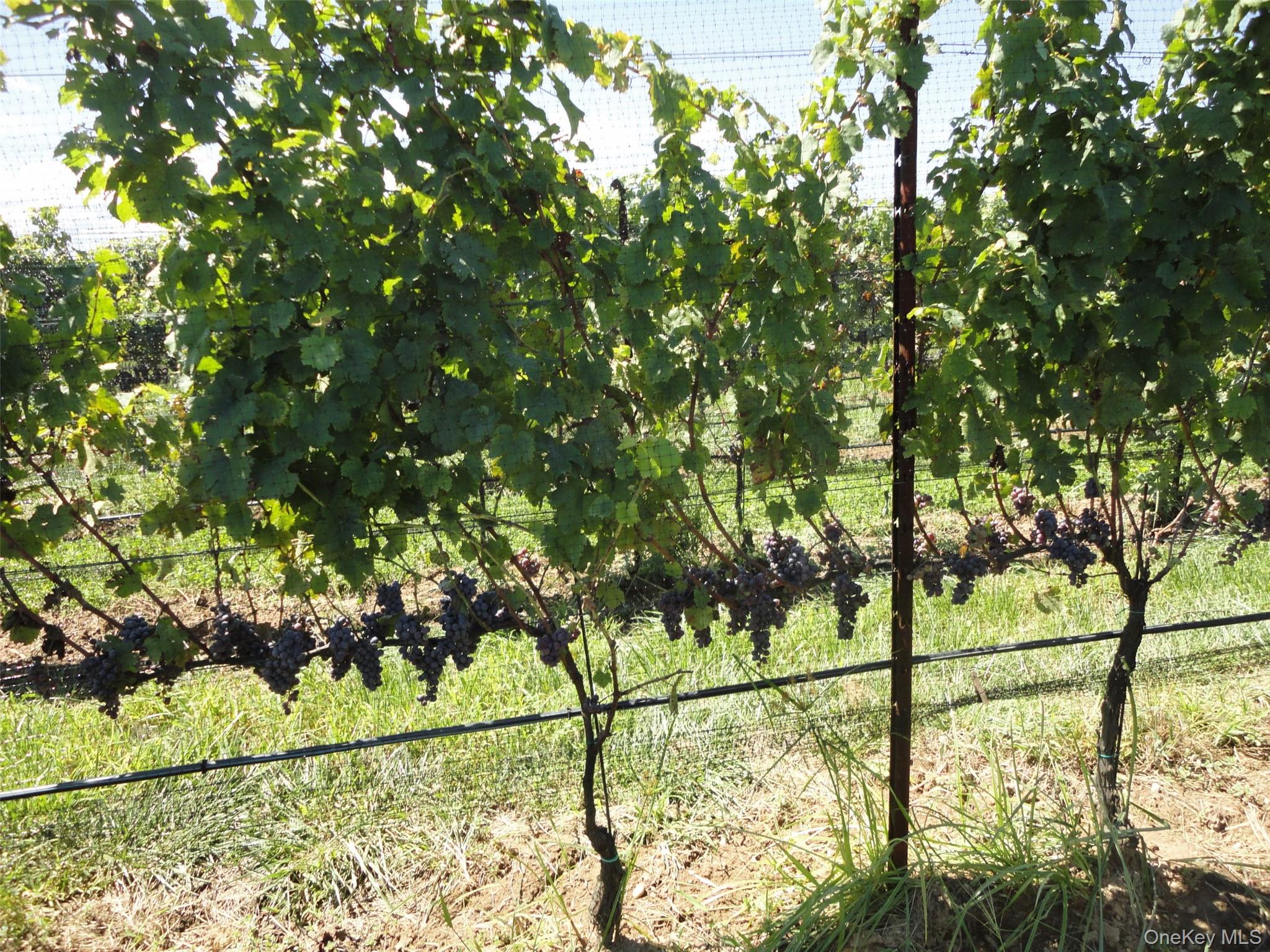 156 Youngs Avenue, Calverton, NY 11933