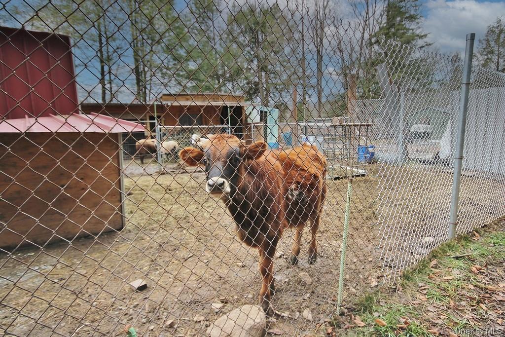 703 Dahlia Road, Livingston Manor, NY 12758