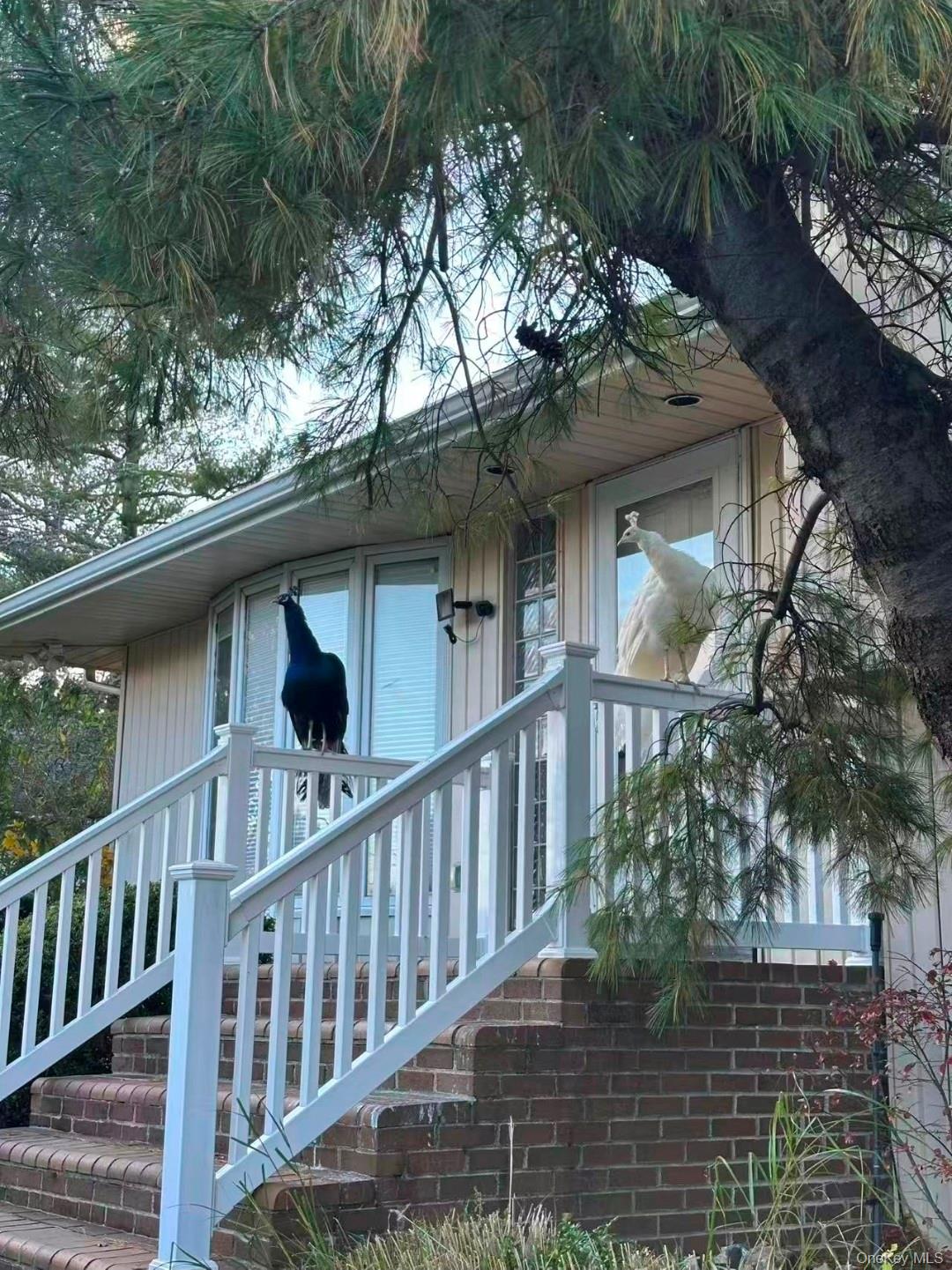 59 Hazelwood Drive, Jericho, NY 11753