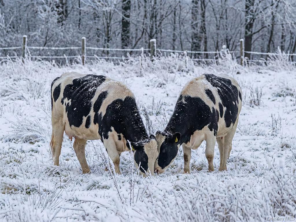 625 Beechwoods Road, Callicoon, NY 12723