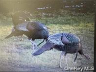 790 Oak, East Branch, NY 13783