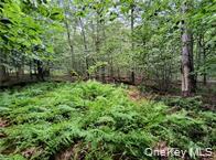 790 Oak, East Branch, NY 13783