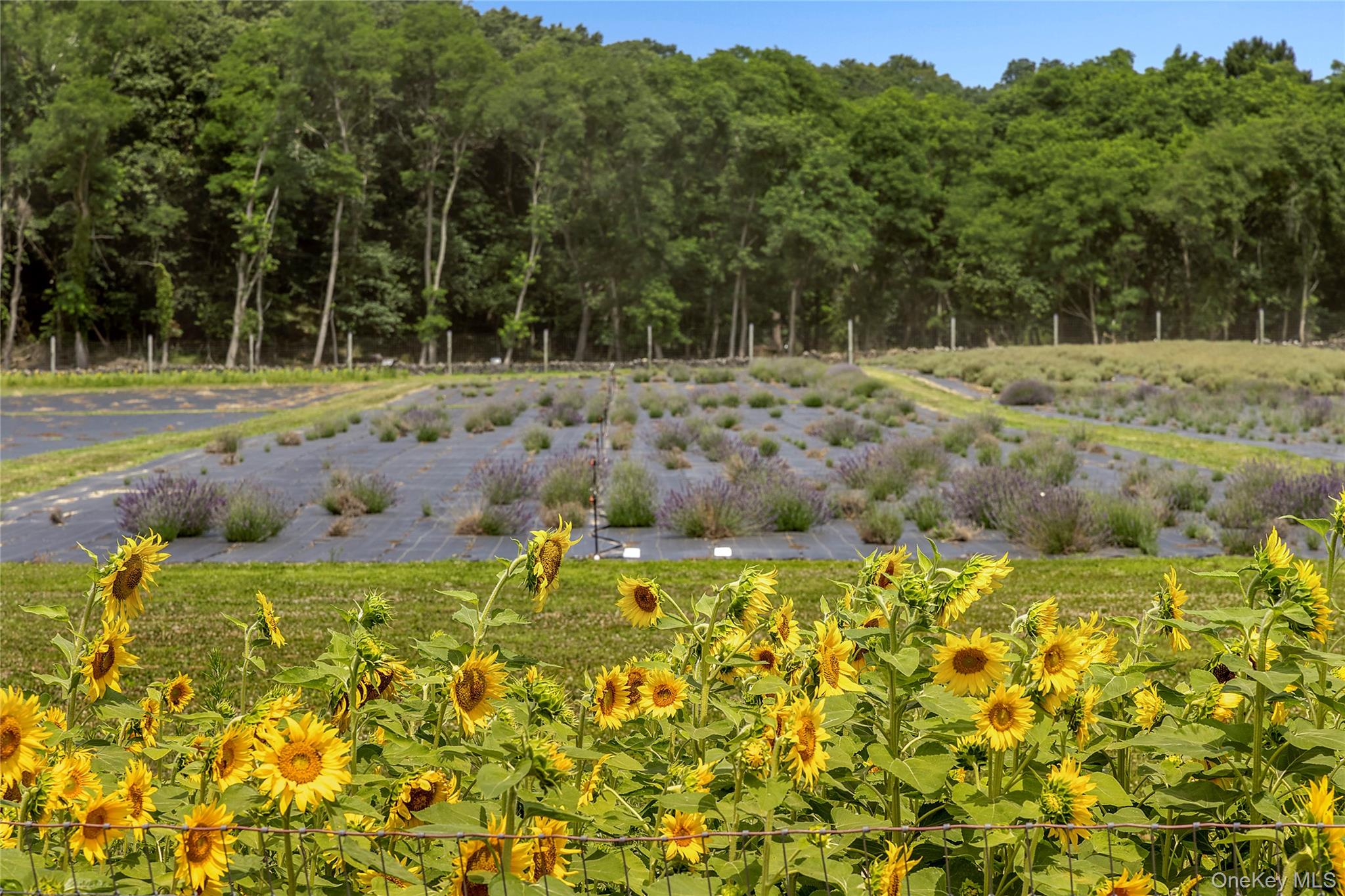 3360 Sound Avenue, Riverhead, NY 11901